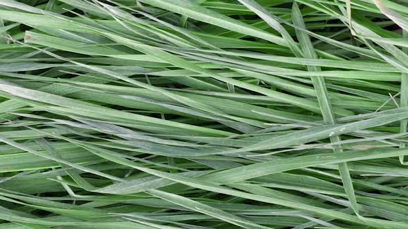 Texture of Long Young Green Grass Lying on the Ground Slow Motion Closeup
