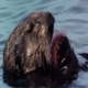 Sea Otter eating a Sea Urchin - VideoHive Item for Sale