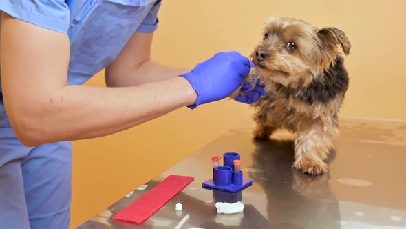 Veterinarian Taking Blood Sample and Examining a Dog in Clinic