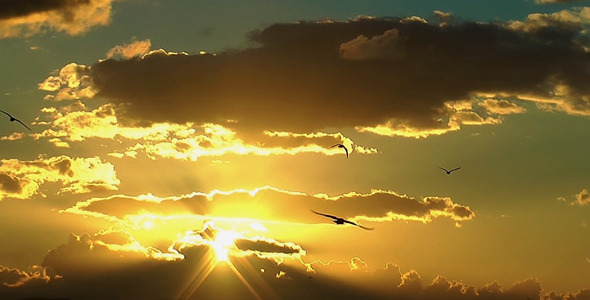 Seagulls and the Sunset alt