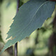 Leaf - VideoHive Item for Sale