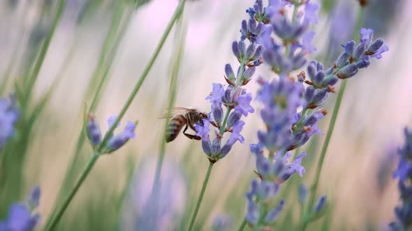 Bees in the Lavender Field