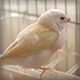 Finches - VideoHive Item for Sale