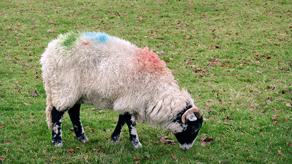 Sheep Grazing Eating Grass