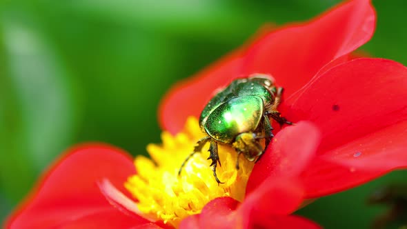 Cetonia Aurata on the Red Dahlia Flower