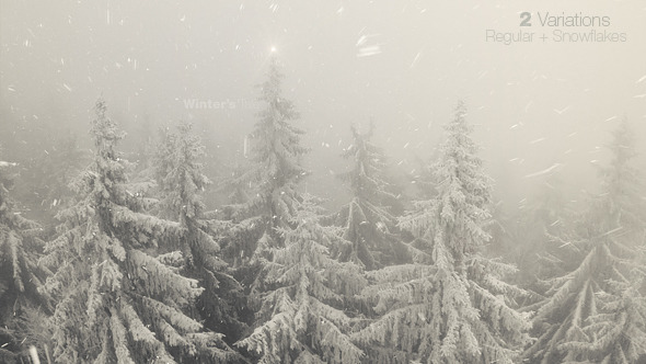 Foggy Winter Forest