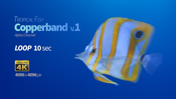 Fish Copperband 1