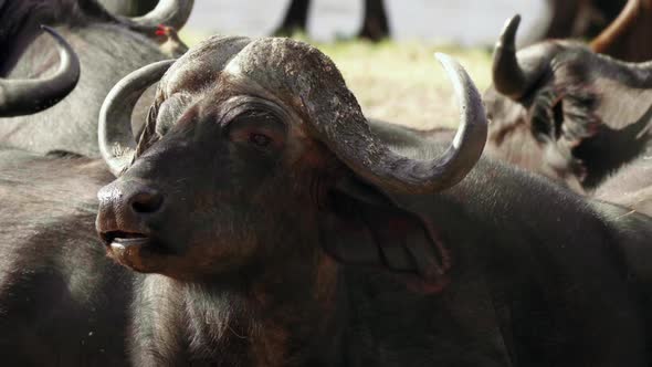 Close up shot of an African Cape Buffalo with flies buzzing around its head, surrounded by a herd.