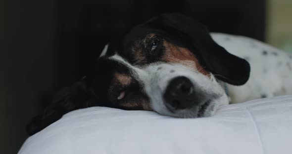 Large dog sleeping on bed
