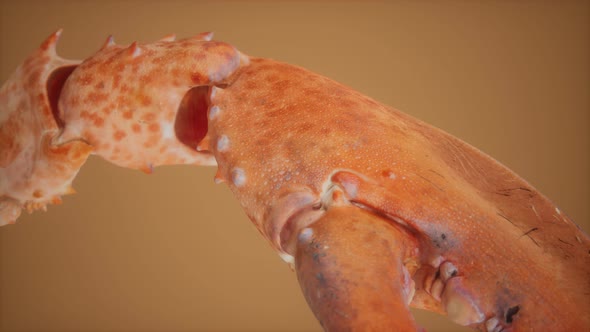 Lobster Claw in Macro