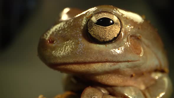 Australian Green Tree Frog Sitting Against Wooden Snag in Black Background. Close Up