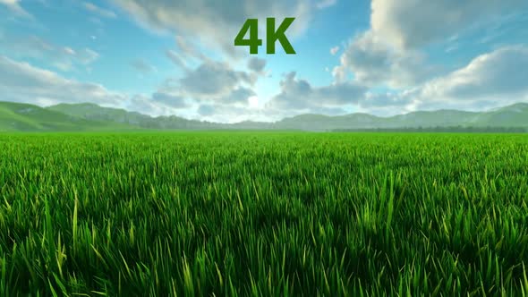 Grass Field 4K