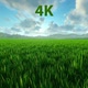Grass Field 4K - VideoHive Item for Sale