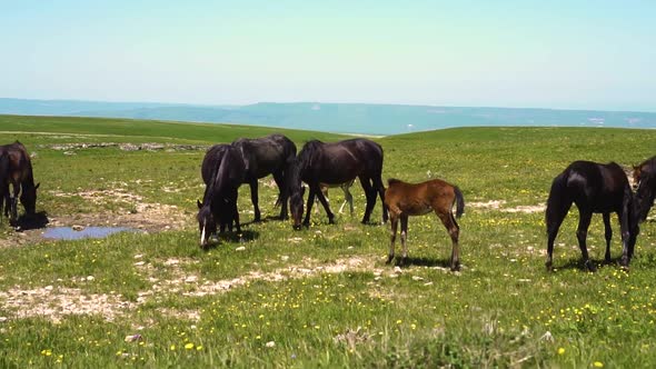 Horses Eat Grass and Drink Water in a Field in Nature