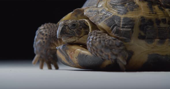Cute Tortoise is Looking Around Studio Footage of an Exotic Wildlife