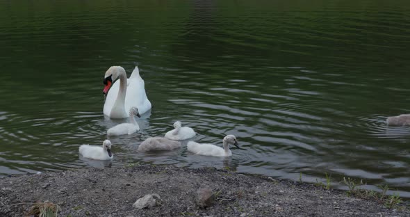 Family of the swan in the lake