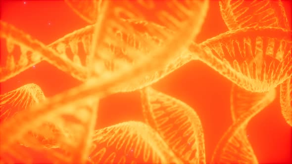 Structure of the DNA Double Helix Animation
