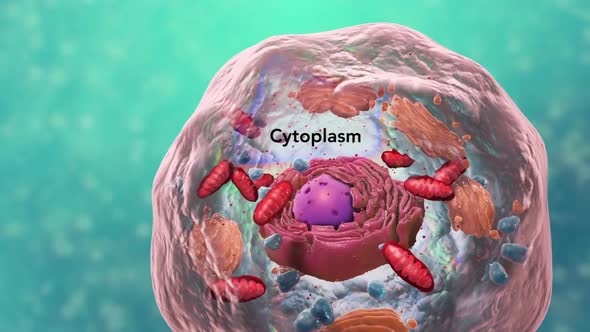 All chromosomal DNA is stored in the cell nucleus