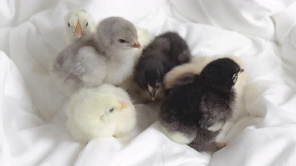 little baby chickens sleeping or fallen asleep on white,grey blanket,coverlet in bedroom.adorable