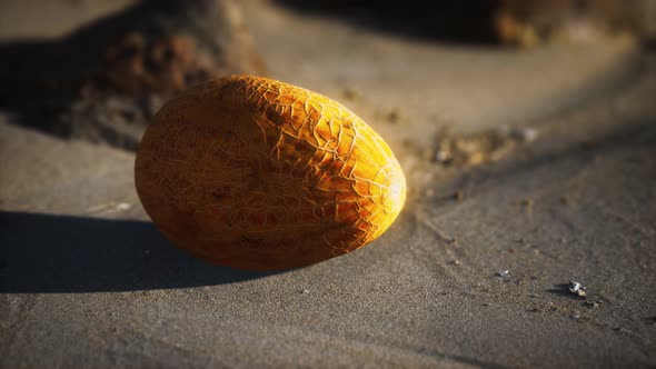 Desert Melon on the Sand Beach