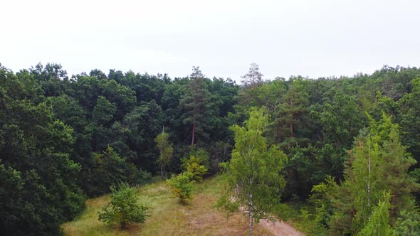 Green woods in summer