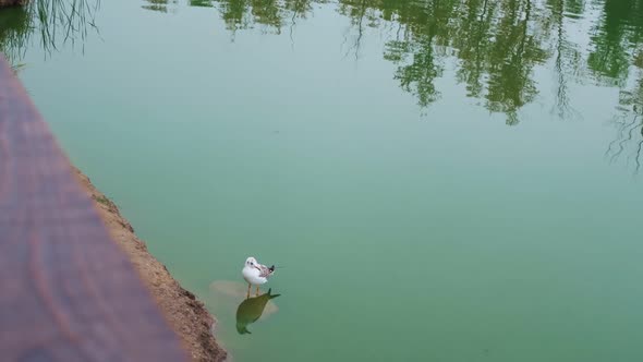 A Seagull Stands in Green Water on a Stone in a City Pond