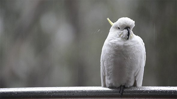 Bird in Rain