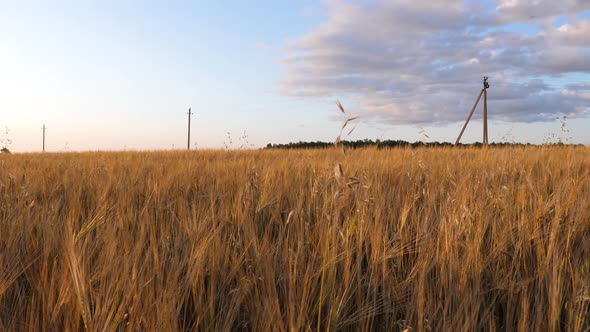 Barley Field