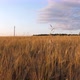 Barley Field - VideoHive Item for Sale