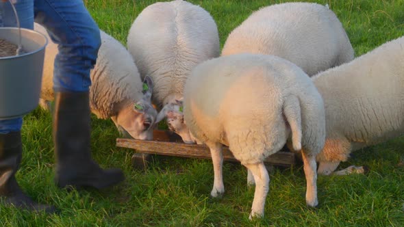 supplementary feeding organic lambs supplementary feeding organic lambs