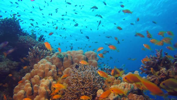 Underwater Colorful Scenery