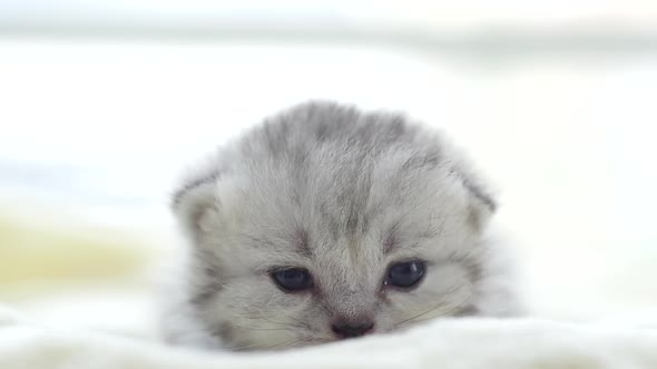 Close Up Cute Persian Kitten Lying On White Bed Slow Motion