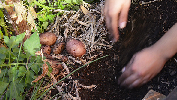 Digging Up Potatoes