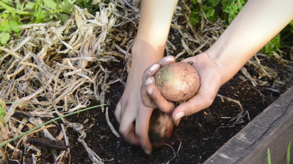 Digging Up Potatoes