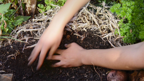 Digging In Veggie Patch