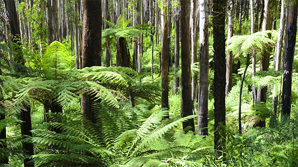 Tree Ferns Forest