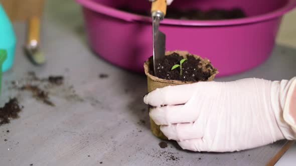 Planting tomato seedling into the peat pot