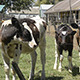 Calves 04 - VideoHive Item for Sale