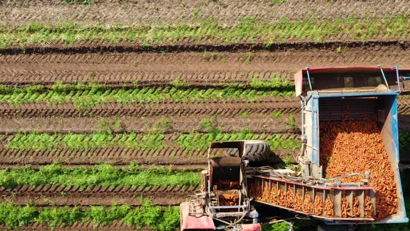 Carrot Harvest in Farm Land.