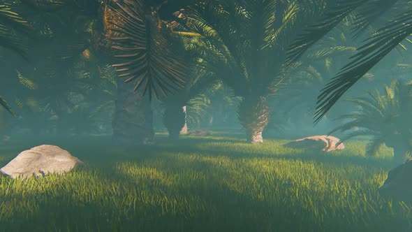 Fog At Field Of Palms alt