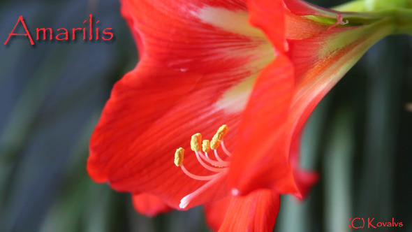 Amaryllis Flower 2