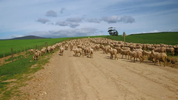 Flock of sheep walking away from camera up gravel road in countryside, sunny day with blue skies.