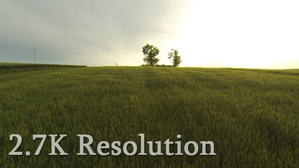 Flying over Sunset Wheat Field alt