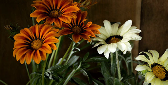 Gazania Closing In The Evening