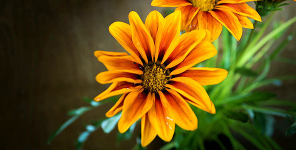 Gazania Closing In The Evening