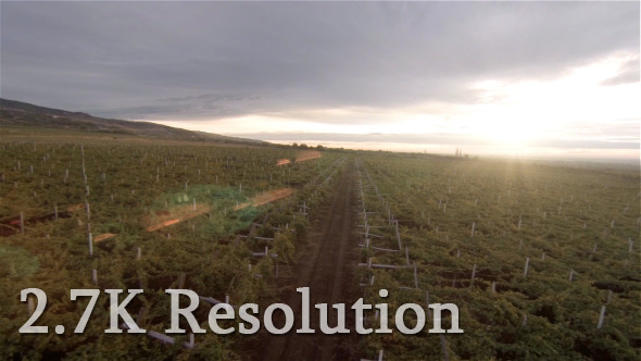 Flying over Vineyard