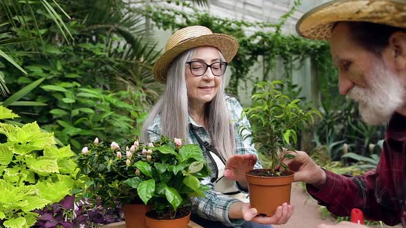 Contented Busy Senior Couple Transplanting Green Plant Into Pot while Working in Hothouse