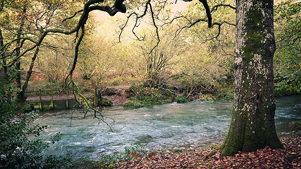 Tranquil River In Woods