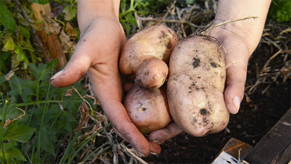 Organic Potatoes