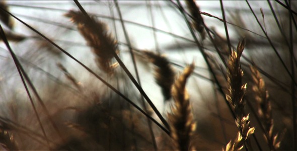 Sunset Grass - HD alt